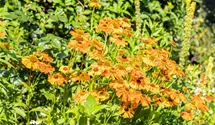 Sonnenbraut