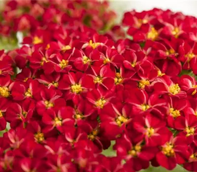 Achillea millefolium 'Kirschkönigin' Achillea millefolium 'Kirschkönigin'