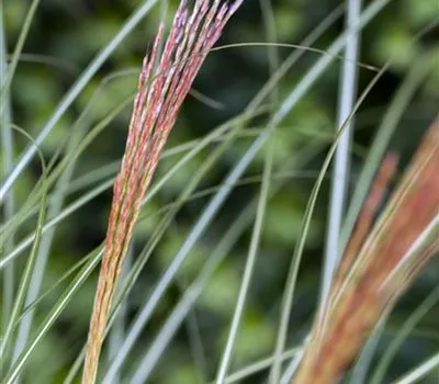Miscanthus sinensis 'Kleine Silberspinne'