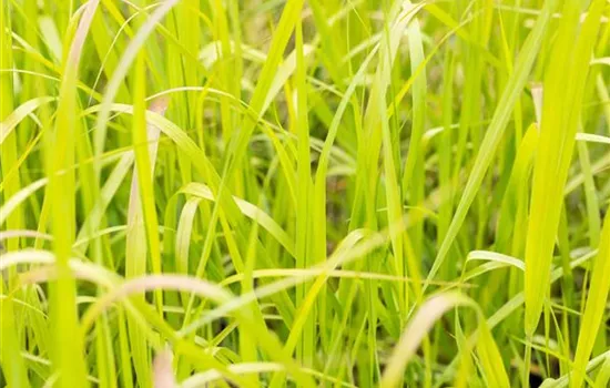 Panicum virgatum 'Heavy Metal'