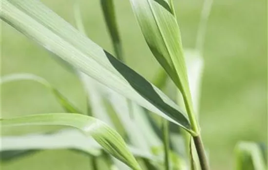 Panicum virgatum 'Squaw'