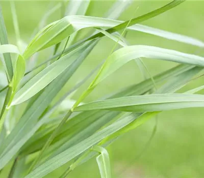 Panicum virgatum 'Hänse Herms'