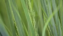 Garten-Ruten-Hirse 'Northwind'