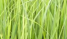 Garten-Ruten-Hirse 'Northwind'