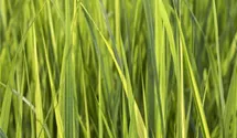 Garten-Ruten-Hirse 'Northwind'