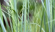 Garten-Ruten-Hirse 'Northwind'