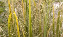 Garten-Ruten-Hirse 'Northwind'