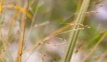 Garten-Ruten-Hirse 'Northwind'