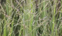 Garten-Ruten-Hirse 'Northwind'