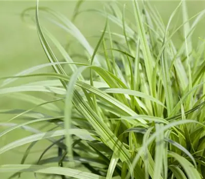 Carex caryophyllea 'The Beatles' Carex caryophyllea 'The Beatles'