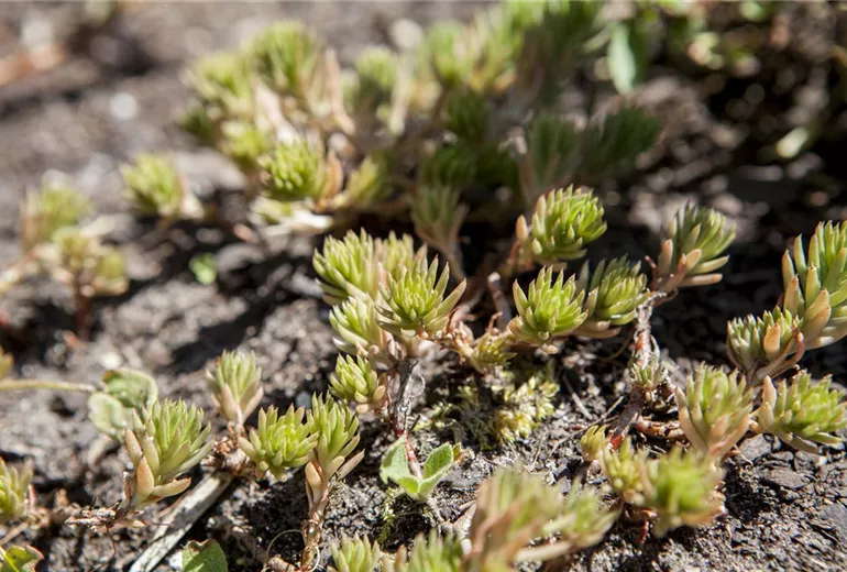 Sedum acre