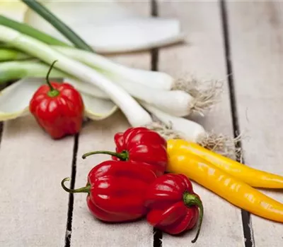 Allium fistulosum Allium fistulosum