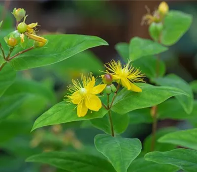 Hypericum perforatum Hypericum perforatum