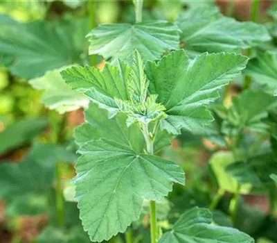 Althaea officinalis Althaea officinalis
