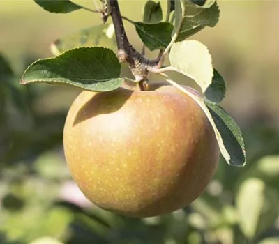 Malus domestica 'Goldrenette von Blenheim' Malus domestica 'Goldrenette von Blenheim'