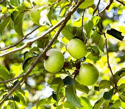 Malus domestica 'Krügers Dickstiel' Malus domestica 'Krügers Dickstiel'