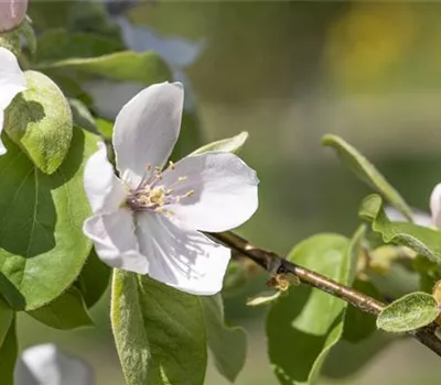 Cydonia oblonga 'Portugiesische Birnenquitte' Cydonia oblonga 'Portugiesische Birnenquitte'
