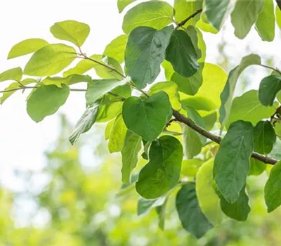 Cydonia oblonga 'Ronda' Cydonia oblonga 'Ronda'