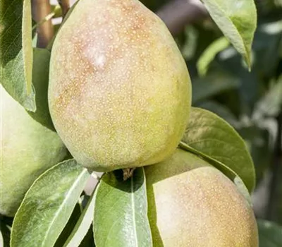 Pyrus communis 'Stuttgarter Geißhirtle' Pyrus communis 'Stuttgarter Geißhirtle'