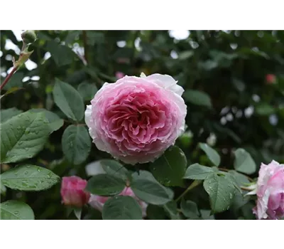 Rosa 'James Galway' -R- STR VI Rosa 'James Galway' -R- STR VI