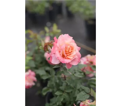 Rosa 'Augusta Luise' -R- TH VI Rosa 'Augusta Luise' -R- TH VI