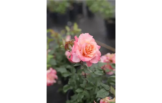 Rosa 'Augusta Luise' -R- TH VI