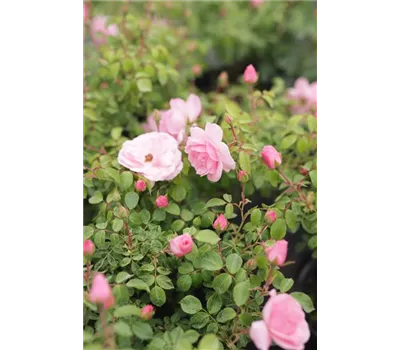 Rosa 'Bonica 82' -R- BT III Rosa 'Bonica 82' -R- BT III