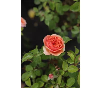 Rosa 'Chippendale' -R- TH VI Rosa 'Chippendale' -R- TH VI