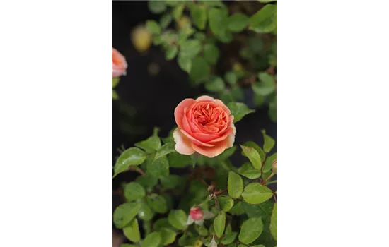Rosa 'Chippendale' -R- TH VI