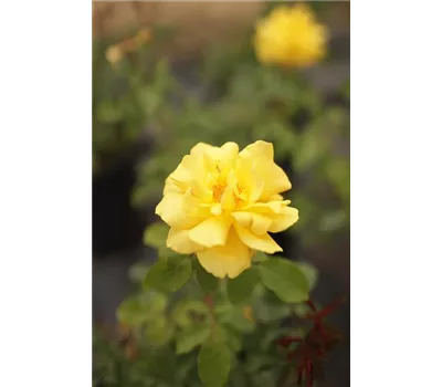 Rosa 'Lichtkönigin Lucia' -R- STR III Rosa 'Lichtkönigin Lucia' -R- STR III