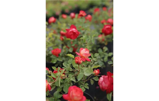 Rosa 'Midsummer' -R- BT V