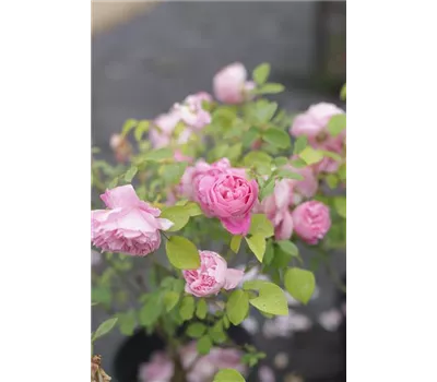 Rosa 'Mary Rose' -R- STR VI Rosa 'Mary Rose' -R- STR VI