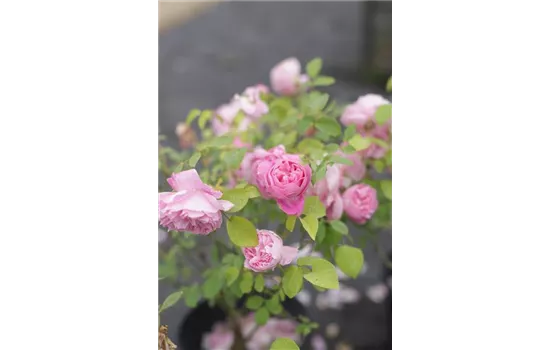 Rosa 'Mary Rose' -R- STR VI