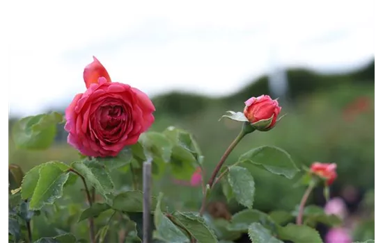 Rosa 'Princess Alexandra of Kent' -R- STR