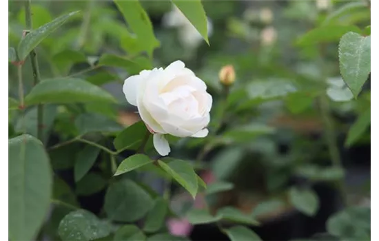 Rosa 'Winchester Cathedral' -R- STR VI