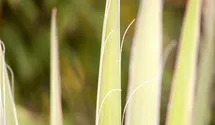 Palmlilie