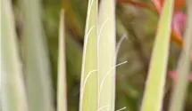 Palmlilie