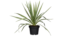 Palmlilie
