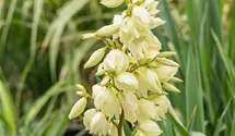 Palmlilie
