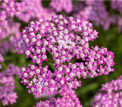 Achillea millefolium 'Lilac Beauty' Achillea millefolium 'Lilac Beauty'