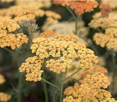 Achillea millefolium 'Terracotta' Achillea millefolium 'Terracotta'
