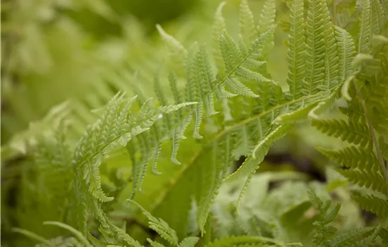 Matteuccia struthiopteris