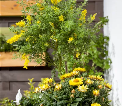 Mühlenbeckie Mühlenbeckie