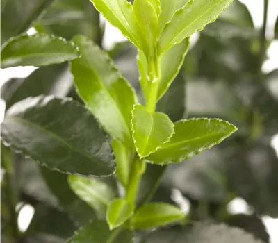 Euonymus fortunei 'Dart's Blanket' Euonymus fortunei 'Dart's Blanket'