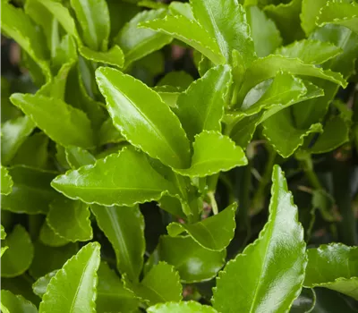 Euonymus fortunei radicans Euonymus fortunei radicans