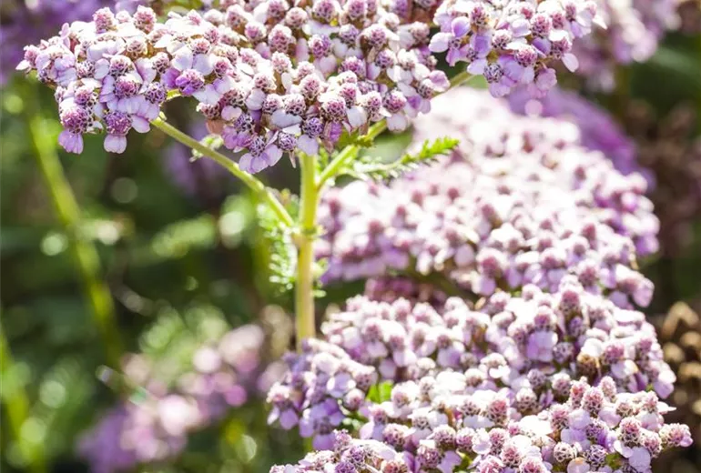Achillea millefolium, rosa