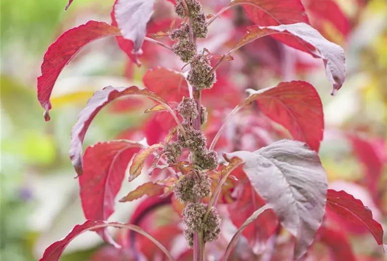 Amaranthus