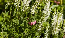 Blüten-Salbei
