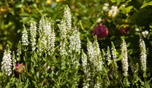 Blüten-Salbei