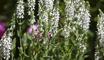 Blüten-Salbei